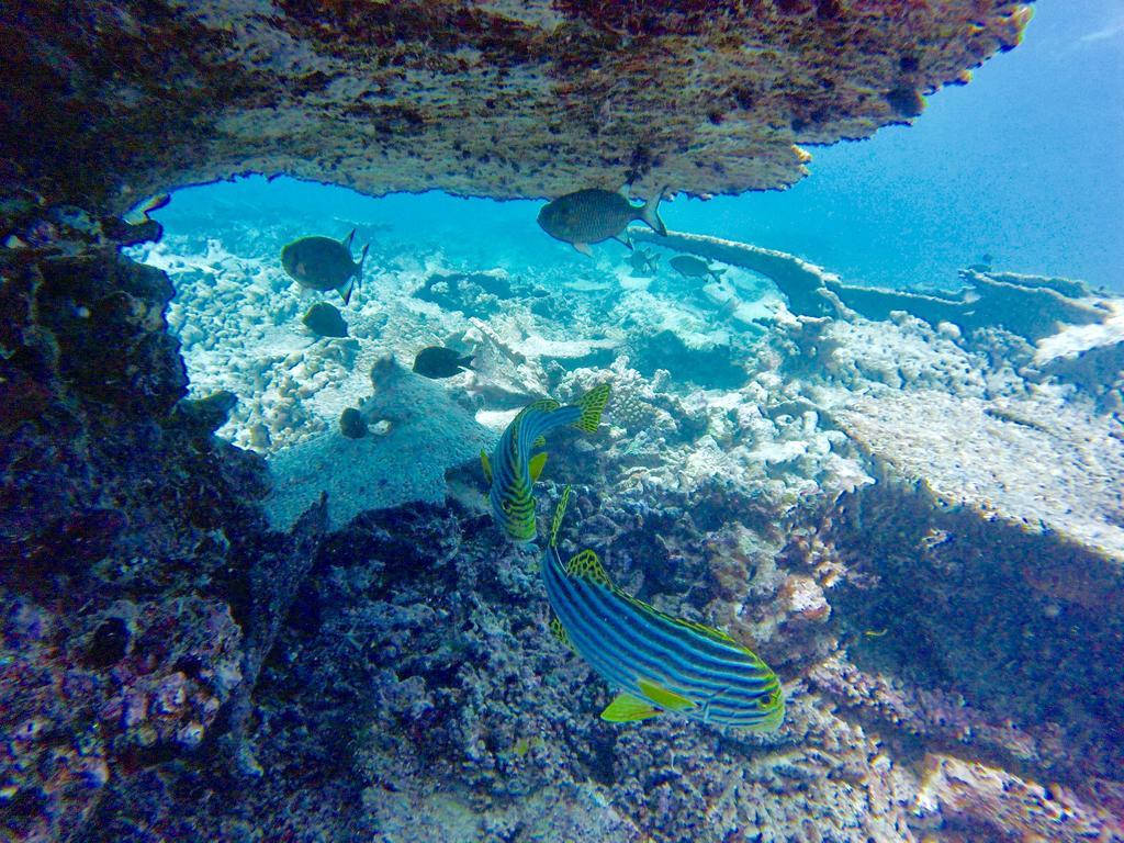 Konukevi Island